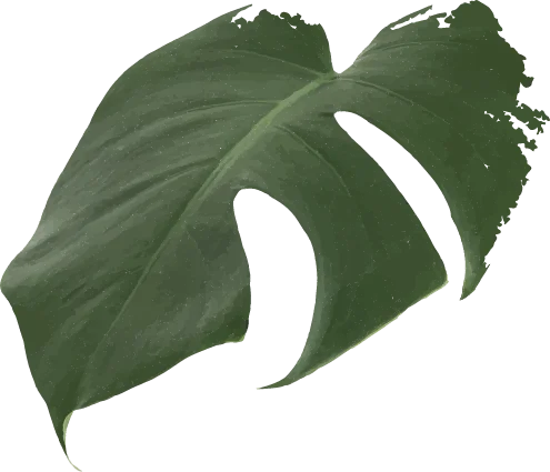 Shape